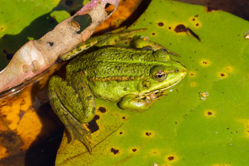 Common Frog (Rana temporaria)