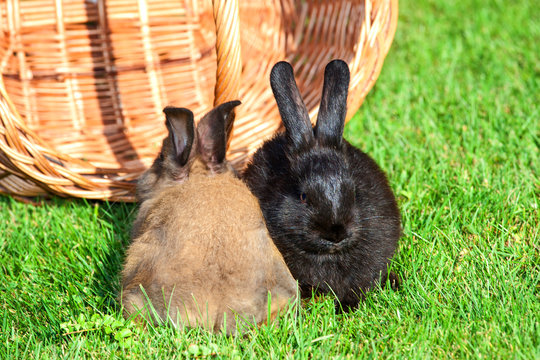 Rabbit and basket in the grass