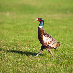 Young Pheasant