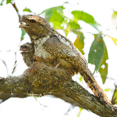 Hodgson's Frogmouth