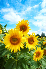 Obraz premium Yellow sunflowers and blue sky