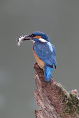 Kingfisher, Alcedo atthis