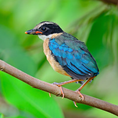juvenile Blue-winged Pitta