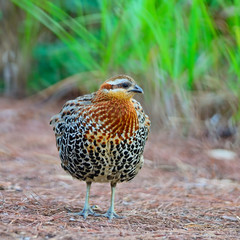 male Mountain Bamboo Partridge