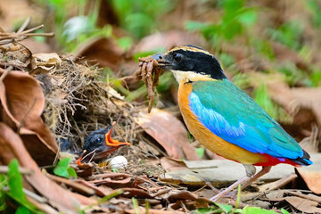Blue-winged Pitta