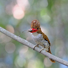 female Banded Kingfisher