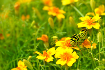 Raupe auf Blume