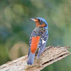 Rock-Thrush