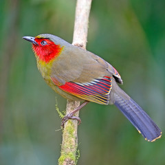 Scarlet-faced Liocichla