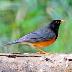male Black-breast Thrush