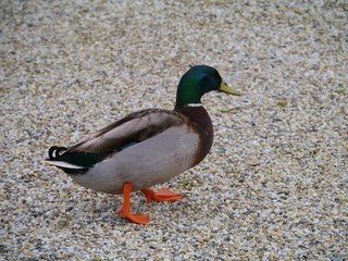 A male mallard (anas platyrhynchos) on the pebbles