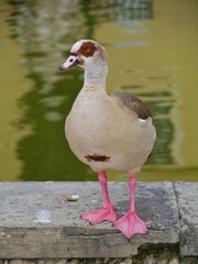 An Egyptian goose at the waterfront in a park