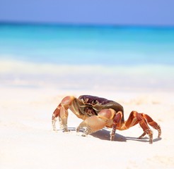Red crab on the beach ,Tachai island, Similans