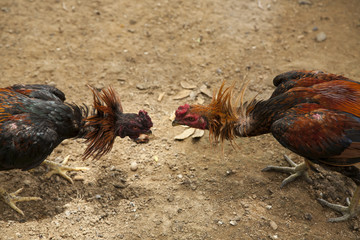 Cockfight