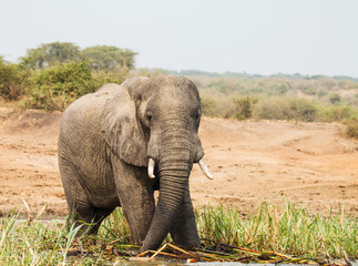 Obraz premium elephant