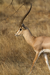 Naklejka premium grant gazelle ram walking