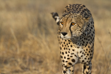 Cheetah on patrol