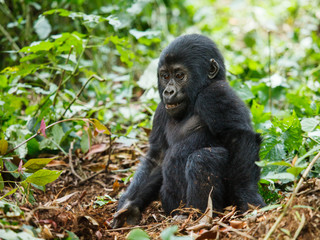Naklejka premium baby gorilla