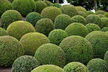 Boxwood  - Green garden balls in France, - obrazy, fototapety, plakaty