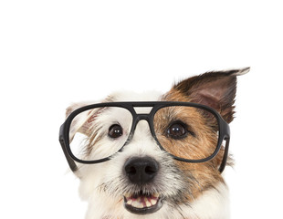 jack russel terrier dog  wearing glasses