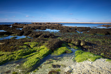 Fototapeta na wymiar zielone algi zanieczyszczenia w Bretanii