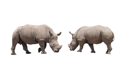 Papier Peint photo Lavable Rhinocéros fond blanc isolé rhinocéros