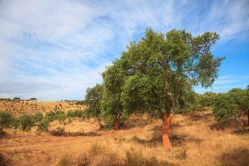 Cork tree newly stripped from cork shell