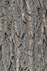Bark of tree 24