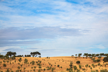Obraz premium Olive tree landscape in Alentejo Portugal