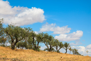 Olive trees plantation landscape