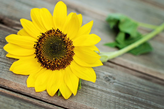 Sunflower on a wooden fence