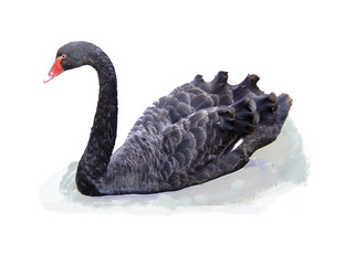 Black Swan