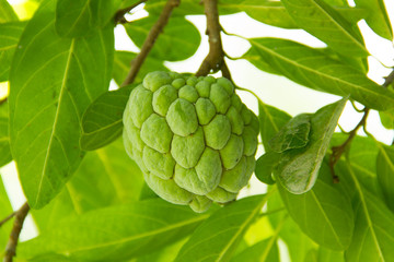 Fototapeta premium custard apple