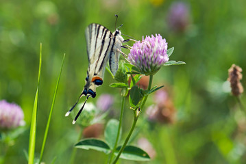 Butterfly Papilio machaon
