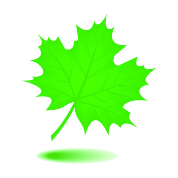 Leaf of oak tree