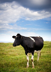 cow