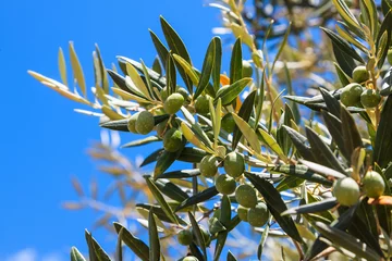 Cercles muraux Olivier Détail d& 39 olivier aux olives fraîches