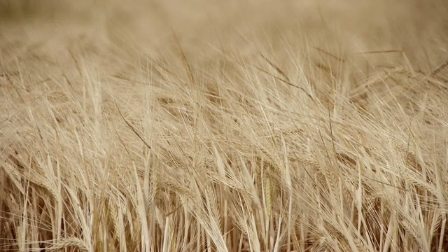 Barley / barley on a summer day