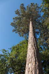 Upward view to the branches of a pine tree