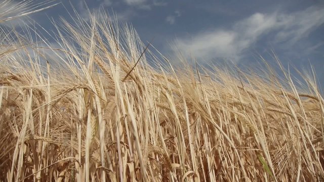 Barley / barley on a summer day