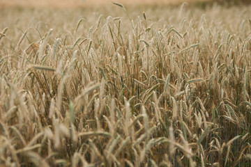 Wheat field on a sunny day. Productivity and harvest concept.