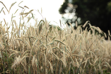 Wheat field on a sunny day. Productivity and harvest concept.