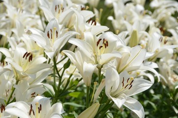Fototapeta na wymiar Фон из белых садовых лилий