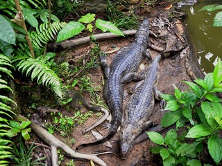 Guyane : Caïmans au repos dans un marigot