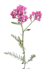 Garden yarrow with pink flowers isolated on white