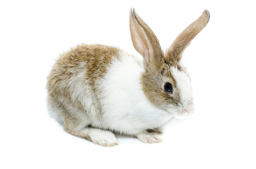 Brown rabbit on a white background