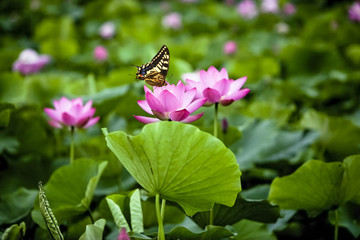 Lotus flower