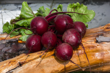Red beet (Beta vulgaris). Fresh beetroots with green leaves.