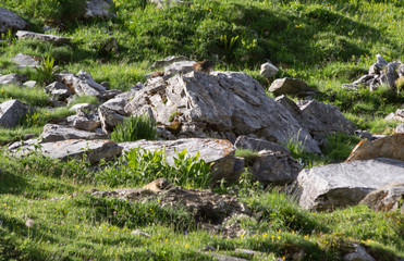 Marmottes sur un rocher