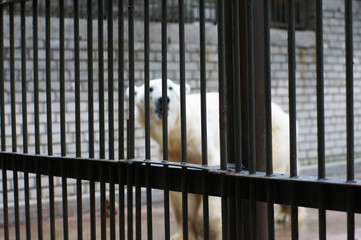 A sad and lonely polar bear hiding in the cage